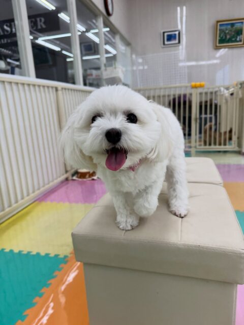 むくちゃん🐶
本日はビビちゃんややん丸、ぽん太達とお腹を出し合ったり、挨拶をしあったりしてコミュニケーションをとっていました🤭
スタッフにも一生懸命構ってアピールをしてきてくれてすごく可愛かったです😍
🐾🐶愛犬のお悩みご相談ください🐶🐾
@kenkohmura_official
↑フォロー待ってます↑
〒955-0091 新潟県三条市上須頃大割428−1
☎︎ 0256-35-2571
✉️ info@kenkohmura.jp
HP: http://kenkohmura.jp
LINE: https://lin.ee/7LIz5sb
#犬幸村#犬の幼稚園 #吠える、噛む #犬のしつけ #トイレ
ミックスミックス犬ミックス犬可愛いミックス犬倶楽部ミックス犬可愛すぎる