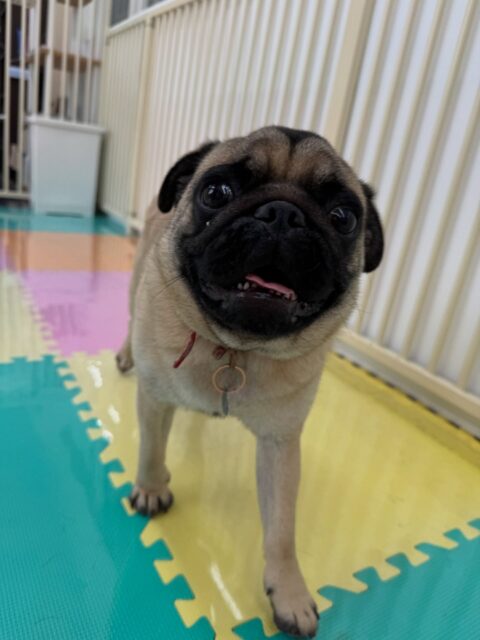 ブーちゃん🐶
本日最初はみんなに匂いを嗅がれて緊張した様子でしたが、すぐに慣れたようでマルちゃんやぽん太、ププちゃんやバロンちゃん達と走り回ったり、ワンプロを仕掛けあったりして激しく楽しんでいました🤣
🐾🐶愛犬のお悩みご相談ください🐶🐾
@kenkohmura_official
↑フォロー待ってます↑
〒955-0091 新潟県三条市上須頃大割428−1
☎︎ 0256-35-2571
✉️ info@kenkohmura.jp
HP: http://kenkohmura.jp
LINE: https://lin.ee/7LIz5sb
#犬幸村#犬の幼稚園 #吠える、噛む #犬のしつけ #トイレ
パグパグ可愛いパグ大好きパグ倶楽部パグ可愛すぎる