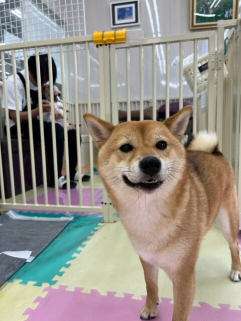のりまきちゃん🐶
本日はポコちゃんや、すけちゃん、ププちゃん達と走り回ったり、みんなで激しい追いかけっこを楽したんだりして過ごしていました🤭
🐾🐶愛犬のお悩みご相談ください🐶🐾
@kenkohmura_official
↑フォロー待ってます↑
〒955-0091 新潟県三条市上須頃大割428−1
☎︎ 0256-35-2571
✉️ info@kenkohmura.jp
HP: http://kenkohmura.jp
LINE: https://lin.ee/7LIz5sb
#犬幸村#犬の幼稚園 #吠える、噛む #犬のしつけ #トイレ
柴犬柴犬可愛い柴犬大好き柴犬倶楽部柴犬可愛すぎる