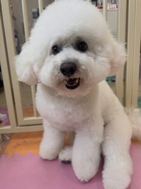 ピピちゃん🐶
本日は大吉ちゃんやとらのすけちゃん、ぽん太達と走り回ったり、みんなで激しいお話し合いをしたりして過ごしていました🤭

🐾🐶愛犬のお悩みご相談ください🐶🐾
@kenkohmura_official
 ↑フォロー待ってます↑

〒955-0091 新潟県三条市上須頃大割４２８−１
☎︎ 0256-35-2571
✉️ info@kenkohmura.jp
HP: http://kenkohmura.jp
LINE: https://lin.ee/7LIz5sb

#犬幸村#犬の幼稚園 #吠える、噛む #犬のしつけ #トイレ
ビションビション可愛いビション倶楽部ビション大好きビション可愛すぎる