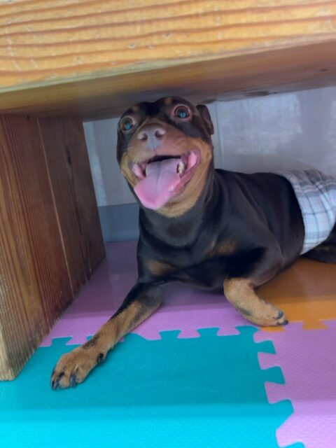 とらのすけちゃん🐶
本日は朝からやん丸にガッツリロックされたり、ププちゃんや大吉ちゃん、ぽん太達のチームビション達にちょっかいを出したりして過ごしていました🤭

🐾🐶愛犬のお悩みご相談ください🐶🐾
@kenkohmura_official
 ↑フォロー待ってます↑

〒955-0091 新潟県三条市上須頃大割４２８−１
☎︎ 0256-35-2571
✉️ info@kenkohmura.jp
HP: http://kenkohmura.jp
LINE: https://lin.ee/7LIz5sb

#犬幸村#犬の幼稚園 #吠える、噛む #犬のしつけ #トイレ
ミニピンミニピン可愛いミニピン大好きミニピン倶楽部ミニピン可愛すぎる