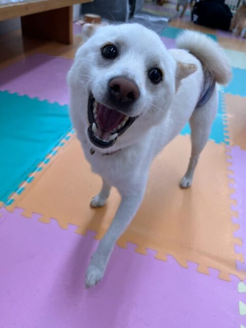 コハクちゃん🐶
本日歯磨きトレーニングを開始して1年2ヶ月が経ちました歯の状態は変わらず綺麗さをキープできているのでこのまま継続を意識して頑張っていきましょう✊

園内では、とらのすけちゃんや、きりまるちゃん、もなかちゃん達と走り回ったり、みんなでワンプロを仕掛けあったりして楽しんで過ごしていました🤭

🐾🐶愛犬のお悩みご相談ください🐶🐾
@kenkohmura_official
 ↑フォロー待ってます↑

〒955-0091 新潟県三条市上須頃大割４２８−１
☎︎ 0256-35-2571
✉️ info@kenkohmura.jp
HP: http://kenkohmura.jp
LINE: https://lin.ee/7LIz5sb

#犬幸村#犬の幼稚園 #吠える、噛む #犬のしつけ #トイレ
柴犬柴犬可愛い柴犬倶楽部柴犬可愛いすぎる柴犬大好き