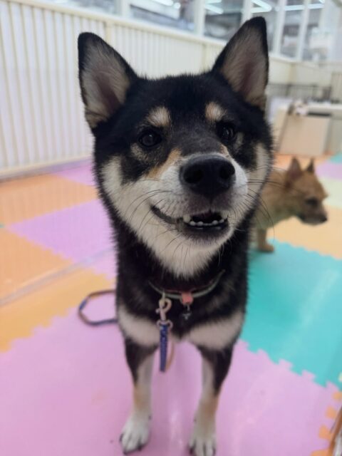 つむぎちゃん🐶
本日は、鶴丸やコタローちゃん達と一緒に匂いを嗅ぎ合ったり、挨拶をしあったりして上手にコミュニケーションを取っていました👍
だんだん落ち着きも増えて来てみんなと入れる時間も増えて来ました👏

🐾🐶愛犬のお悩みご相談ください🐶🐾
@kenkohmura_official
 ↑フォロー待ってます↑

〒955-0091 新潟県三条市上須頃大割４２８−１
☎︎ 0256-35-2571
✉️ info@kenkohmura.jp
HP: http://kenkohmura.jp
LINE: https://lin.ee/7LIz5sb

#犬幸村#犬の幼稚園 #吠える、噛む #犬のしつけ #トイレ
柴犬柴犬可愛い柴犬大好き柴犬可愛いすぎる柴犬大好き