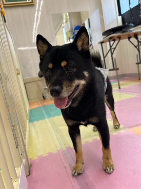コタローちゃん🐶
本日歯磨きトレーニングを開始して11ヶ月が経ちました🦷
歯の状態は変わりなく、すごく綺麗なのでこのまま継続を意識して頑張っていきましょう✊

園内ではニコペットのちびっ子達やププちゃん、つむぎちゃん、鶴丸達と走り回ったり、みんなでワンプロを仕掛けあったりして楽しそうに過ごしていました🤭

🐾🐶愛犬のお悩みご相談ください🐶🐾
@kenkohmura_official
 ↑フォロー待ってます↑

〒955-0091 新潟県三条市上須頃大割４２８−１
☎︎ 0256-35-2571
✉️ info@kenkohmura.jp
HP: http://kenkohmura.jp
LINE: https://lin.ee/7LIz5sb

#犬幸村#犬の幼稚園 #吠える、噛む #犬のしつけ #トイレ
柴犬柴犬可愛い柴犬大好き柴犬可愛いすぎる柴犬倶楽部