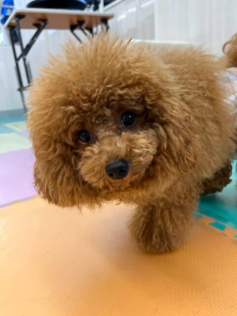 ププちゃん🐶
本日もニコペットのちびっ子達やコタローちゃん達と走り回ったり、みんなでワンプロを仕掛けあったりして楽しそうにして過ごしていました🤭

🐾🐶愛犬のお悩みご相談ください🐶🐾
@kenkohmura_official
 ↑フォロー待ってます↑

〒955-0091 新潟県三条市上須頃大割４２８−１
☎︎ 0256-35-2571
✉️ info@kenkohmura.jp
HP: http://kenkohmura.jp
LINE: https://lin.ee/7LIz5sb

#犬幸村#犬の幼稚園 #吠える、噛む #犬のしつけ #トイレ
トイプートイプー可愛いトイプー倶楽部トイプー可愛いすぎるトイプー大好き