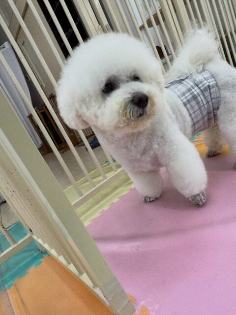 大吉ちゃん🐶
本日はピピちゃんやポンちゃん、ぽん太達が気になるようで、遊びを誘ってみたり、ちょっかいを出したりしてアピールをして過ごしていました🤭

🐾🐶愛犬のお悩みご相談ください🐶🐾
@kenkohmura_official
 ↑フォロー待ってます↑

〒955-0091 新潟県三条市上須頃大割４２８−１
☎︎ 0256-35-2571
✉️ info@kenkohmura.jp
HP: http://kenkohmura.jp
LINE: https://lin.ee/7LIz5sb

#犬幸村#犬の幼稚園 #吠える、噛む #犬のしつけ #トイレ
ビションビション大好きビション倶楽部ビション可愛いすぎるビション大好き