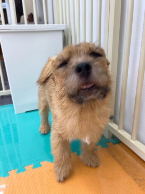 本日の鶴丸🐶
本日はつむぎちゃんを遊びに誘ってみたり、コタローちゃんとワンプロを仕掛けあったりしてみんなに遊んでもらいました🙇

🐾🐶愛犬のお悩みご相談ください🐶🐾
@kenkohmura_official
 ↑フォロー待ってます↑

〒955-0091 新潟県三条市上須頃大割４２８−１
☎︎ 0256-35-2571
✉️ info@kenkohmura.jp
HP: http://kenkohmura.jp
LINE: https://lin.ee/7LIz5sb

#犬幸村#犬の幼稚園 #吠える、噛む #犬のしつけ #トイレ
ノーリッチテリアノーリッチテリア可愛いノーリッチテリア大好きノーリッチテリア倶楽部ノーリッチテリア大好き