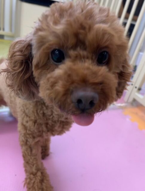 もこちゃん🐶
本日はニコペットのちびっ子達やププちゃん達と走ってみたり、みんなに構ってアピールをされてしつこいよ‼️とキレてみたりしました🤭
本日も、もこ先生にお世話になりました🙇

🐾🐶愛犬のお悩みご相談ください🐶🐾
@kenkohmura_official
 ↑フォロー待ってます↑

〒955-0091 新潟県三条市上須頃大割４２８−１
☎︎ 0256-35-2571
✉️ info@kenkohmura.jp
HP: http://kenkohmura.jp
LINE: https://lin.ee/7LIz5sb

#犬幸村#犬の幼稚園 #吠える、噛む #犬のしつけ #トイレ
トイプートイプー可愛いトイプー倶楽部トイプー可愛いすぎるトイプー大好き
