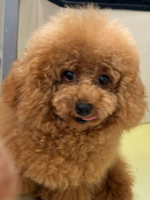 ププちゃん🐶
ナッツちゃんやロンちゃんが気に入ったみたいで仲良く遊んでいました😄
お散歩トレーニングでは今日もルンルンでした🎶
🐾🐶愛犬のお悩みご相談ください🐶🐾
@kenkohmura_official
 ↑フォロー待ってます↑

〒955-0091 新潟県三条市上須頃大割４２８−１
☎︎ 0256-35-2571
✉️ info@kenkohmura.jp
HP: http://kenkohmura.jp
LINE: https://lin.ee/7LIz5sb

#犬幸村#犬の幼稚園 #吠える噛む #犬のしつけ #トイレ
 トイプードル トイプードル可愛い トイプードル大好き
