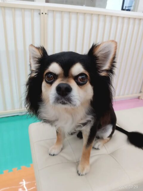 ゴロー丸ちゃん🐶
ニコペットにいるポメラニアンちゃんやチワワちゃんが気になって一緒に走っていました😆
🐾🐶愛犬のお悩みご相談ください🐶🐾
@kenkohmura_official
↑フォロー待ってます↑
〒955-0091 新潟県三条市上須頃大割428−1
☎︎ 0256-35-2571
✉️ info@kenkohmura.jp
HP: http://kenkohmura.jp
LINE: https://lin.ee/7LIz5sb
#犬幸村#犬の幼稚園 #吠える、噛む #犬のしつけ #トイレ チワワ チワワ大好き