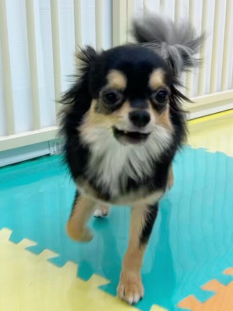 きりまるちゃん&まろちゃん🐶
今日はきりちゃんは子犬達が遊んでいるのを眺めたり、色んな子と挨拶したりしていました😊
まろちゃんは風夾ちゃんと遊んだり、きりちゃんと追いかけっこをしていました😆
2人とも甘えん坊でスタッフに甘えてくる姿が可愛かったです💗
🐾🐶愛犬のお悩みご相談ください🐶🐾
@kenkohmura_official
↑フォロー待ってます↑
〒955-0091 新潟県三条市上須頃大割428−1
☎︎ 0256-35-2571
✉️ info@kenkohmura.jp
HP: http://kenkohmura.jp
LINE: https://lin.ee/7LIz5sb
#犬幸村#犬の幼稚園 #吠える、噛む #犬のしつけ #トイレ
チワワ ちわわ チワワだいすき