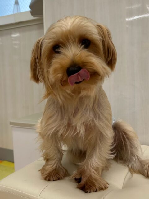 ロンちゃん🐶
ゆずちゃんと楽しそうに遊んだり、ちょこたんやチョコちゃんとも仲良く遊んでいました😊
お手入れも頑張っていました✨️
🐾🐶愛犬のお悩みご相談ください🐶🐾
@kenkohmura_official
 ↑フォロー待ってます↑

〒955-0091 新潟県三条市上須頃大割４２８−１
☎︎ 0256-35-2571
✉️ info@kenkohmura.jp
HP: http://kenkohmura.jp
LINE: https://lin.ee/7LIz5sb

#犬幸村#犬の幼稚園 #吠える噛む #犬のしつけ #トイレ
 ヨークシャーテリア ヨークシャーテリア可愛い ヨークシャーテリア大好き