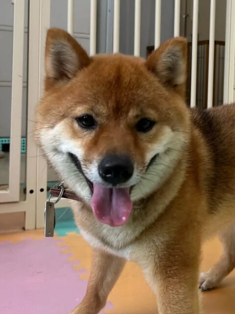 コロンちゃん🐶
マルちゃんとプロレスごっこをしたり楽しそうに遊んでいました😆
🐾🐶愛犬のお悩みご相談ください🐶🐾
@kenkohmura_official
↑フォロー待ってます↑
〒955-0091 新潟県三条市上須頃大割428−1
☎︎ 0256-35-2571
✉️ info@kenkohmura.jp
HP: http://kenkohmura.jp
LINE: https://lin.ee/7LIz5sb
#犬幸村#犬の幼稚園 #吠える、噛む #犬のしつけ #トイレ 柴犬 柴犬大好き