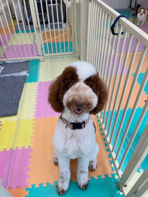 バロンちゃん🐶
ニコペットにいるミックス犬ちゃんとに遊びに誘われていたり、仲良しのロンちゃんと挨拶していました😆
🐾🐶愛犬のお悩みご相談ください🐶🐾
@kenkohmura_official
 ↑フォロー待ってます↑

〒955-0091 新潟県三条市上須頃大割４２８−１
☎︎ 0256-35-2571
✉️ info@kenkohmura.jp
HP: http://kenkohmura.jp
LINE: https://lin.ee/7LIz5sb

#犬幸村#犬の幼稚園 #吠える噛む #犬のしつけ #トイレ
 スタンダードプードル スタンダードプードル可愛い スタンダードプードル大好き