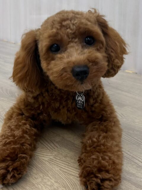 モカちゃん🐶
ちょこたんちゃんやナッツちゃんと遊んだり、ロンちゃんと挨拶していました☺️
お散歩トレーニングでは上手に隣について歩いていました👏
🐾🐶愛犬のお悩みご相談ください🐶🐾
@kenkohmura_official
 ↑フォロー待ってます↑

〒955-0091 新潟県三条市上須頃大割４２８−１
☎︎ 0256-35-2571
✉️ info@kenkohmura.jp
HP: http://kenkohmura.jp
LINE: https://lin.ee/7LIz5sb

#犬幸村#犬の幼稚園 #吠える噛む #犬のしつけ #トイレ
 トイプードル トイプードル大好き トイプードル可愛い