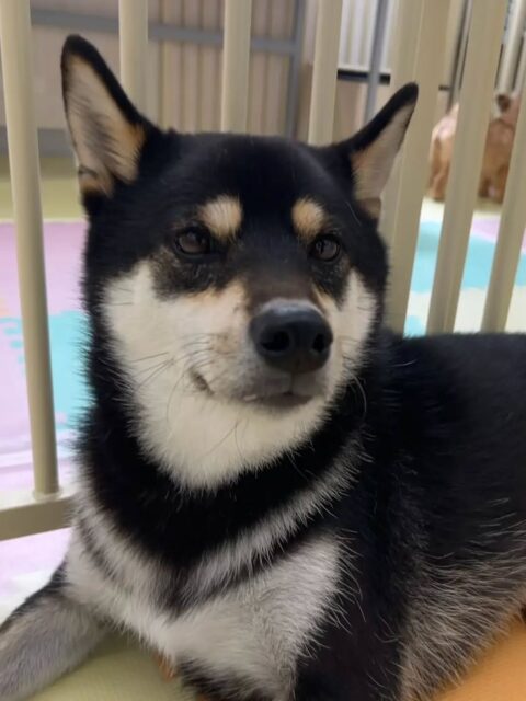 北斗ちゃん🐶
カノアちゃんを鬼ごっこに誘ったり、隅っこでのんびりお昼寝をしていました😆
🐾🐶愛犬のお悩みご相談ください🐶🐾
@kenkohmura_official
↑フォロー待ってます↑
〒955-0091 新潟県三条市上須頃大割428−1
☎︎ 0256-35-2571
✉️ info@kenkohmura.jp
HP: http://kenkohmura.jp
LINE: https://lin.ee/7LIz5sb
#犬幸村#犬の幼稚園 #吠える、噛む #犬のしつけ #トイレ 柴犬 柴犬大好き