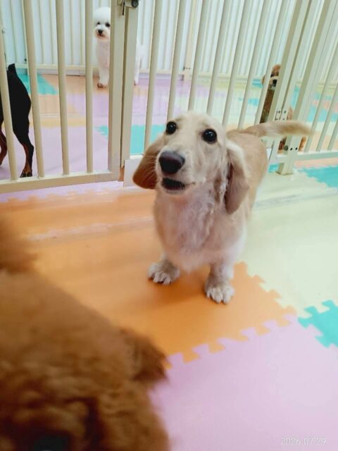 シロちゃん🐶
今日はマルちゃんやコロンちゃんなど色んな子に話しかけて
いました😊
カット中は少し遊びたそうにそわそわしていましたがお利口さんにしててくれました👏✨
🐾🐶愛犬のお悩みご相談ください🐶🐾
@kenkohmura_official
↑フォロー待ってます↑
〒955-0091 新潟県三条市上須頃大割428−1
☎︎ 0256-35-2571
✉️ info@kenkohmura.jp
HP: http://kenkohmura.jp
LINE: https://lin.ee/7LIz5sb
#犬幸村#犬の幼稚園 #吠える、噛む #犬のしつけ #トイレ
ミニチュアダックスフンド ダックスフンド ダックス