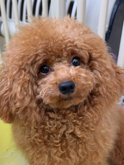 ププちゃん🐶
今日は神楽に挨拶したり色んな子達と挨拶したりしていました😊
お散歩もるんるんで楽しそうでした✨
🐾🐶愛犬のお悩みご相談ください🐶🐾
@kenkohmura_official
↑フォロー待ってます↑
〒955-0091 新潟県三条市上須頃大割428−1
☎︎ 0256-35-2571
✉️ info@kenkohmura.jp
HP: http://kenkohmura.jp
LINE: https://lin.ee/7LIz5sb
#犬幸村#犬の幼稚園 #吠える、噛む #犬のしつけ #トイレ
トイプードル トイプー といぷー