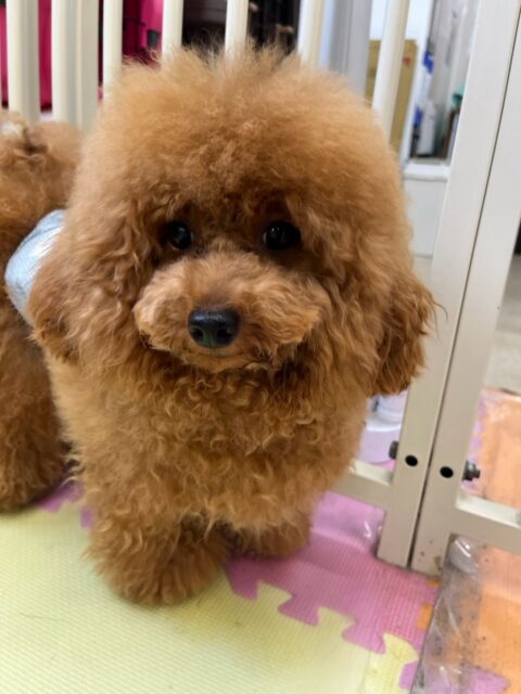 ププちゃん🐶
本日も仲良しのモカちゃんやポコちゃん達と走り回ったり、ワンプロを仕掛けあったりして仲良く大乱闘‼️みんなで遊べて幸せそうなププちゃんでした😍
🐾🐶愛犬のお悩みご相談ください🐶🐾
@kenkohmura_official
↑フォロー待ってます↑
〒955-0091 新潟県三条市上須頃大割428−1
☎︎ 0256-35-2571
✉️ info@kenkohmura.jp
HP: http://kenkohmura.jp
LINE: https://lin.ee/7LIz5sb
#犬幸村#犬の幼稚園 #吠える、噛む #犬のしつけ #トイレ
トイプートイプー可愛いトイプー倶楽部トイプー可愛いすぎるトイプー大好き