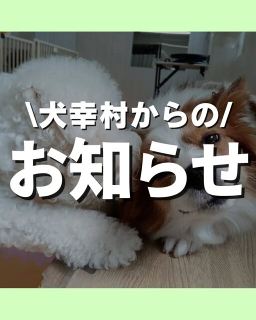 幸村からのお知らせ🐶
三条店のお盆休みは8/13(木)〜8/16(日)になります😊

🐾🐶愛犬のお悩みご相談ください🐶🐾
@kenkohmura_official
 ↑フォロー待ってます↑

〒955-0091 新潟県三条市上須頃大割４２８−１
☎︎ 0256-35-2571
✉️ info@kenkohmura.jp
HP: http://kenkohmura.jp
LINE: https://lin.ee/7LIz5sb

#犬幸村#犬の幼稚園 #吠える噛む #犬のしつけ #トイレ