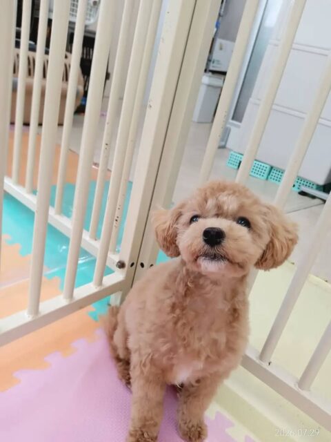 風夾ちゃん🐶
まろちゃんに遊びに誘われて、顔を手でちょんちょんとしたり楽しそうに歩き回っていました😆
🐾🐶愛犬のお悩みご相談ください🐶🐾
@kenkohmura_official
↑フォロー待ってます↑
〒955-0091 新潟県三条市上須頃大割428−1
☎︎ 0256-35-2571
✉️ info@kenkohmura.jp
HP: http://kenkohmura.jp
LINE: https://lin.ee/7LIz5sb
#犬幸村#犬の幼稚園 #吠える、噛む #犬のしつけ #トイレミックス犬 ミックス犬大好き