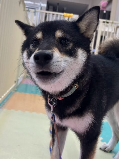 つむぎちゃん🐶
チョコちゃんと上手に挨拶できていました👏
ナッツちゃんやちょこたんちゃんと柵越しでおしゃべりしていました😄
🐾🐶愛犬のお悩みご相談ください🐶🐾
@kenkohmura_official
 ↑フォロー待ってます↑

〒955-0091 新潟県三条市上須頃大割４２８−１
☎︎ 0256-35-2571
✉️ info@kenkohmura.jp
HP: http://kenkohmura.jp
LINE: https://lin.ee/7LIz5sb

#犬幸村#犬の幼稚園 #吠える噛む #犬のしつけ #トイレ
 黒柴 黒柴大好き 黒柴可愛い