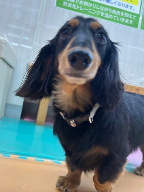 クッキーちゃん🐶
モカちゃんやちょこたんちゃんが気になったみたいで上手に挨拶していました😁
🐾🐶愛犬のお悩みご相談ください🐶🐾
@kenkohmura_official
 ↑フォロー待ってます↑

〒955-0091 新潟県三条市上須頃大割４２８−１
☎︎ 0256-35-2571
✉️ info@kenkohmura.jp
HP: http://kenkohmura.jp
LINE: https://lin.ee/7LIz5sb

#犬幸村#犬の幼稚園 #吠える噛む #犬のしつけ #トイレ
 ミニチュアダックスフンド ミニチュアダックスフンド可愛い ミニチュアダックスフンド大好き