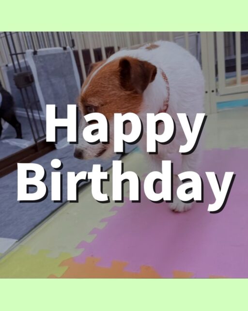 マロンちゃん🐶
6歳のお誕生日おめでとうございます!🎉
今日は、朝幼稚園に来るとベンちゃんと楽しそうにお喋りしたり、園内を散策したりしていました!😊
また、ふうちゃんのことが気にったようで、「何してるの〜」と後ろを追いかけていました!😄
🐾🐶愛犬のお悩みご相談ください🐶🐾
@kenkohmura_official
↑フォロー待ってます↑
☎︎ 0〒955-0091 新潟県三条市上須頃大割428−1256-35-2571
✉️ info@kenkohmura.jp
HP: http://kenkohmura.jp
LINE: https://lin.ee/7LIz5sb
#犬幸村#犬の幼稚園 #吠える、噛む #犬のしつけ #トイレ ジャックラッセルテリア ジャックラッセルテリア可愛い ジャックラッセルテリア大好き