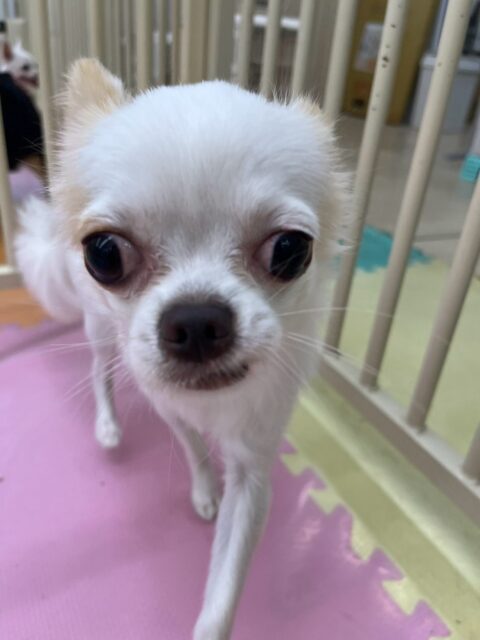 テンちゃん🐶
本日はいろんな子達とちょっかいを出し合ってみたり、アタックしてみたりといつもよりもかなり動き回れていました👍
みんなと激しく走り回れたりして満足そうな表情でした🤣
🐾🐶愛犬のお悩みご相談ください🐶🐾
@kenkohmura_official
↑フォロー待ってます↑
〒955-0091 新潟県三条市上須頃大割428−1
☎︎ 0256-35-2571
✉️ info@kenkohmura.jp
HP: http://kenkohmura.jp
LINE: https://lin.ee/7LIz5sb
#犬幸村#犬の幼稚園 #吠える、噛む #犬のしつけ #トイレ
チワワチワワ可愛いチワワ倶楽部チワワ可愛いすぎるチワワ大好き