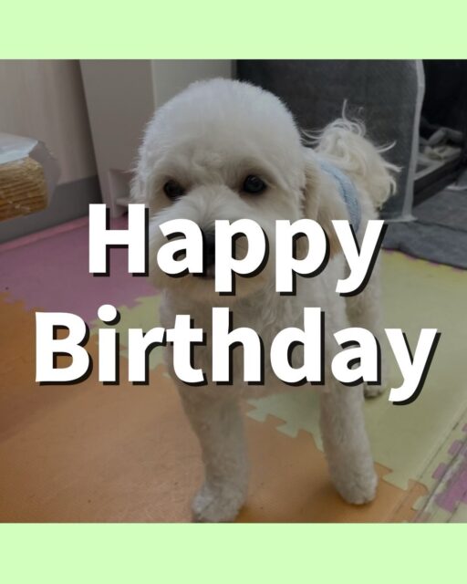 ふうちゃん🐶
1歳のお誕生日おめでとうございます!🎉
歯磨きトレーニング始めてから、6ヶ月が経過しました!コツコツ頑張ってくれているため、同じ状態を保ち続けることができています!✨️
今日は、スタッフが「カットするよ〜」と声かけられると「捕まえてみな!」と言って椅子の下で隠れていました!🥰
また、店内へお散歩に行った時は楽しそうに歩いてたり、園内では色んな子にちょっかい出されていました!🤣
🐾🐶愛犬のお悩みご相談ください🐶🐾
@kenkohmura_official
↑フォロー待ってます↑
☎︎ 0〒955-0091 新潟県三条市上須頃大割428−1256-35-2571
✉️ info@kenkohmura.jp
HP: http://kenkohmura.jp
LINE: https://lin.ee/7LIz5sb
#犬幸村#犬の幼稚園 #吠える、噛む #犬のしつけ #トイレ ミックス犬 ミックス犬大好き ミックス犬可愛い