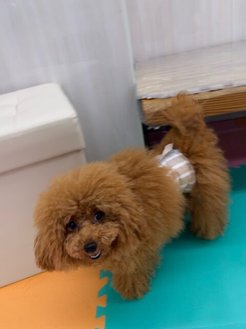 ププちゃん🐶
ニコペットにいる子達ととても楽しそうに遊んでいました🎶
お散歩トレーニングもルンルンでした😄
🐾🐶愛犬のお悩みご相談ください🐶🐾
@kenkohmura_official
 ↑フォロー待ってます↑

〒955-0091 新潟県三条市上須頃大割４２８−１
☎︎ 0256-35-2571
✉️ info@kenkohmura.jp
HP: http://kenkohmura.jp
LINE: https://lin.ee/7LIz5sb

#犬幸村#犬の幼稚園 #吠える噛む #犬のしつけ #トイレ
 トイプードル トイプードル可愛い トイプードル大好き
