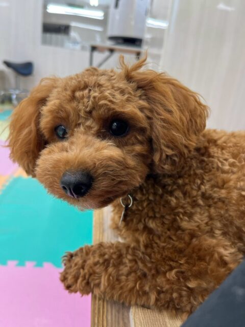 モカちゃん🐶
本日はププちゃんやポコちゃん達とワンプロを仕掛けあったり、園内を走り回ったりして、楽しんでいました🤭
お散歩も上手に歩いたり、ちょっと前のめりになってしまったりしていましたが楽しんでお散歩トレーニングができました👍
🐾🐶愛犬のお悩みご相談ください🐶🐾
@kenkohmura_official
↑フォロー待ってます↑
〒955-0091 新潟県三条市上須頃大割428−1
☎︎ 0256-35-2571
✉️ info@kenkohmura.jp
HP: http://kenkohmura.jp
LINE: https://lin.ee/7LIz5sb
#犬幸村#犬の幼稚園 #吠える、噛む #犬のしつけ #トイレ
トイプートイプー可愛いトイプー倶楽部トイプー可愛いすぎるトイプー大好き