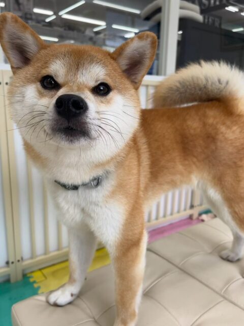 こまちゃん🐶
本日はテンちゃんやこまめちゃん達のチームチワワ達が気になって匂いを嗅いだり、挨拶をしてみたりしてコミュニケーションをとっていました🤭
🐾🐶愛犬のお悩みご相談ください🐶🐾
@kenkohmura_official
↑フォロー待ってます↑
〒955-0091 新潟県三条市上須頃大割428−1
☎︎ 0256-35-2571
✉️ info@kenkohmura.jp
HP: http://kenkohmura.jp
LINE: https://lin.ee/7LIz5sb
#犬幸村#犬の幼稚園 #吠える、噛む #犬のしつけ #トイレ
柴犬柴犬可愛い柴犬大好き柴犬可愛いすぎる柴犬倶楽部