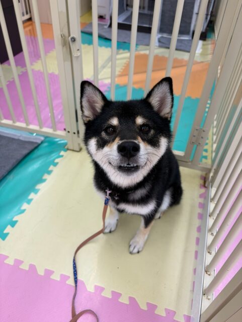 つむぎちゃん🐶
柵越しでむくちゃんと挨拶したり、鶴丸の臭いを嗅いでいたりしていました😁
🐾🐶愛犬のお悩みご相談ください🐶🐾
@kenkohmura_official
 ↑フォロー待ってます↑

〒955-0091 新潟県三条市上須頃大割４２８−１
☎︎ 0256-35-2571
✉️ info@kenkohmura.jp
HP: http://kenkohmura.jp
LINE: https://lin.ee/7LIz5sb

#犬幸村#犬の幼稚園 #吠える噛む #犬のしつけ #トイレ
 黒柴 黒柴大好き 黒柴可愛い