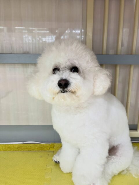 ピピちゃん🐶
むくちゃんや寅丸ちゃんに遊びに誘われていて大人気なピピちゃんでした😊
お散歩トレーニングでは上手に歩いていました👏
🐾🐶愛犬のお悩みご相談ください🐶🐾
@kenkohmura_official
 ↑フォロー待ってます↑

〒955-0091 新潟県三条市上須頃大割４２８−１
☎︎ 0256-35-2571
✉️ info@kenkohmura.jp
HP: http://kenkohmura.jp
LINE: https://lin.ee/7LIz5sb

#犬幸村#犬の幼稚園 #吠える噛む #犬のしつけ #トイレ
 ビションフリーゼ ビションフリーゼ可愛い ビションフリーゼ大好き