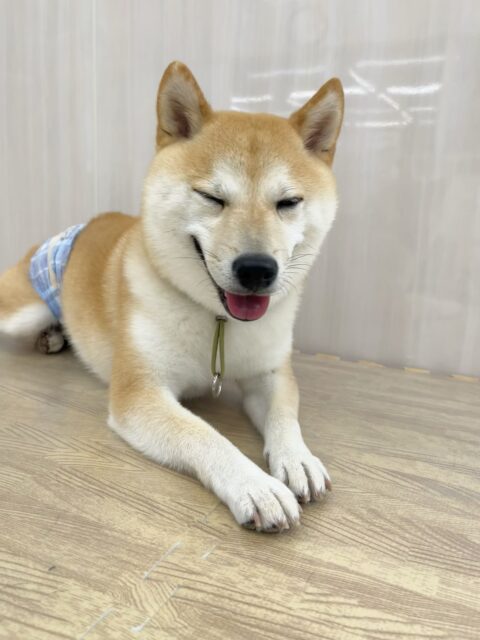 寅丸ちゃん🐶
スタッフにヒップアタックしたり、ピピちゃんが気に入ったのか遊びに誘ったりしていました😊
お手入れやシャンプー頑張っていました✨️
歯磨きトレーニング開始して1年11ヶ月経過しました🦷🪥✨
これからも頑張りましょう！！
🐾🐶愛犬のお悩みご相談ください🐶🐾
@kenkohmura_official
 ↑フォロー待ってます↑

〒955-0091 新潟県三条市上須頃大割４２８−１
☎︎ 0256-35-2571
✉️ info@kenkohmura.jp
HP: http://kenkohmura.jp
LINE: https://lin.ee/7LIz5sb

#犬幸村#犬の幼稚園 #吠える噛む #犬のしつけ #トイレ
 豆柴 豆柴可愛い 豆柴大好き
