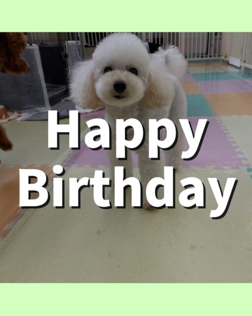 こむぎちゃん🐶
お誕生日おめでとうございます🎂👏🏻
モカちゃんと挨拶したり、ナッツちゃんに遊びに誘われていたりしていました😊
🐾🐶愛犬のお悩みご相談ください🐶🐾
@kenkohmura_official
 ↑フォロー待ってます↑

〒955-0091 新潟県三条市上須頃大割４２８−１
☎︎ 0256-35-2571
✉️ info@kenkohmura.jp
HP: http://kenkohmura.jp
LINE: https://lin.ee/7LIz5sb

#犬幸村#犬の幼稚園 #吠える噛む #犬のしつけ #トイレ
 トイプードル トイプードル大好き トイプードル可愛い