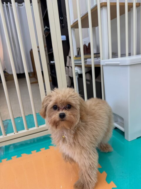 本日幼稚園体験に来てくれました🐶
最初は恐る恐る他の子の匂いを嗅いだり、挨拶をしていましたが、だんだん慣れてきたのか園内を走り回ってみたり、自分から匂いを嗅いでみたりしてコミュニケーションを取れるようになってきました‼️次回はお友達ができるように頑張っていきましょう✊
🐾🐶愛犬のお悩みご相談ください🐶🐾
@kenkohmura_official
↑フォロー待ってます↑
〒955-0091 新潟県三条市上須頃大割428−1
☎︎ 0256-35-2571
✉️ info@kenkohmura.jp
HP: http://kenkohmura.jp
LINE: https://lin.ee/7LIz5sb
#犬幸村#犬の幼稚園 #吠える、噛む #犬のしつけ #トイレ
ミックスミックス犬ミックス犬可愛いミックス犬大好きミックス犬倶楽部