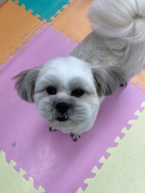 ゆずちゃん🐶
仲良しのププちゃんやロンちゃんと仲良く遊んだりしていました😄
お手入れやカットも頑張っていました✂️
🐾🐶愛犬のお悩みご相談ください🐶🐾
@kenkohmura_official
 ↑フォロー待ってます↑

〒955-0091 新潟県三条市上須頃大割４２８−１
☎︎ 0256-35-2571
✉️ info@kenkohmura.jp
HP: http://kenkohmura.jp
LINE: https://lin.ee/7LIz5sb

#犬幸村#犬の幼稚園 #吠える噛む #犬のしつけ #トイレ
 ミックス犬 ミックス犬大好き ミックス犬可愛い