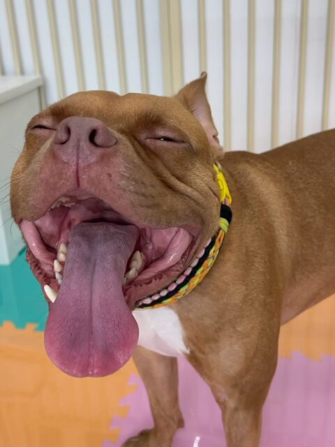 BOSSちゃん🐶
本日は北斗ちゃんやぽん太達と1日中走り回ったり、みんなで激しすぎるワンプロを仕掛けあったりしていました🤭
みんなで走り回ったりして夕方には少し疲れたのかゆっくりお休みしていました👍
🐾🐶愛犬のお悩みご相談ください🐶🐾
@kenkohmura_official
↑フォロー待ってます↑
〒955-0091 新潟県三条市上須頃大割428−1
☎︎ 0256-35-2571
✉️ info@kenkohmura.jp
HP: http://kenkohmura.jp
LINE: https://lin.ee/7LIz5sb
#犬幸村#犬の幼稚園 #吠える、噛む #犬のしつけ #トイレ
ミックスミックス犬ミックス犬可愛いミックス犬大好きミックス犬倶楽部