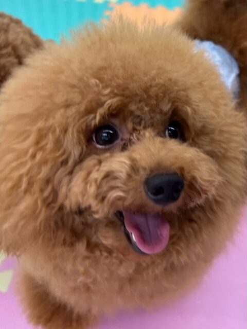ププちゃん🐶
本日は朝からニコペットのちびっ子達やぽん太と激しいワンプロを仕掛けあったり、みんなで園内を大爆走したりして楽しんでいました👍
🐾🐶愛犬のお悩みご相談ください🐶🐾
@kenkohmura_official
↑フォロー待ってます↑
〒955-0091 新潟県三条市上須頃大割428−1
☎︎ 0256-35-2571
✉️ info@kenkohmura.jp
HP: http://kenkohmura.jp
LINE: https://lin.ee/7LIz5sb
#犬幸村#犬の幼稚園 #吠える、噛む #犬のしつけ #トイレ
トイプートイプー可愛いトイプー倶楽部トイプー可愛いすぎるトイプー大好き