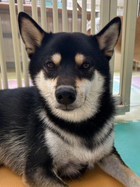 北斗ちゃん🐶
本日はBOSSちゃんや体験に来てくれた子達、スタッフと走り回ったり、はしゃいで手遊びをしたりしてあそんで過ごしていました🤭
🐾🐶愛犬のお悩みご相談ください🐶🐾
@kenkohmura_official
↑フォロー待ってます↑
〒955-0091 新潟県三条市上須頃大割428−1
☎︎ 0256-35-2571
✉️ info@kenkohmura.jp
HP: http://kenkohmura.jp
LINE: https://lin.ee/7LIz5sb
#犬幸村#犬の幼稚園 #吠える、噛む #犬のしつけ #トイレ
柴犬柴犬可愛い柴犬倶楽部柴犬可愛いすぎる柴犬大好き