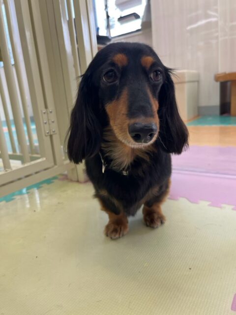 クッキーちゃん🐶
本日は、されるがままに匂いを嗅がれたり、遊びを誘われたりしていました🤭
ですがお散歩トレーニングになると前向きな姿勢でお散歩を楽しんでくれました👏
🐾🐶愛犬のお悩みご相談ください🐶🐾
@kenkohmura_official
↑フォロー待ってます↑
〒955-0091 新潟県三条市上須頃大割428−1
☎︎ 0256-35-2571
✉️ info@kenkohmura.jp
HP: http://kenkohmura.jp
LINE: https://lin.ee/7LIz5sb
#犬幸村#犬の幼稚園 #吠える、噛む #犬のしつけ #トイレ
ダックスダックス可愛いダックス倶楽部ダックス可愛いすぎるダックス倶楽部