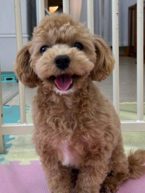 風夾ちゃん🐶
本日は初めましての子達がたくさんいる中で自分から匂いを嗅ぎにいけたり、挨拶を自分からしに行ったりしていてすごく成長を感じました‼️
他にもスタッフとの手遊びやニコペットのちびっ子達との遊びの駆け引きも楽しめていました🤭
🐾🐶愛犬のお悩みご相談ください🐶🐾
@kenkohmura_official
↑フォロー待ってます↑
〒955-0091 新潟県三条市上須頃大割428−1
☎︎ 0256-35-2571
✉️ info@kenkohmura.jp
HP: http://kenkohmura.jp
LINE: https://lin.ee/7LIz5sb
#犬幸村#犬の幼稚園 #吠える、噛む #犬のしつけ #トイレ
ミックスミックス犬ミックス犬可愛いミックス犬大好きミックス犬可愛いすぎる