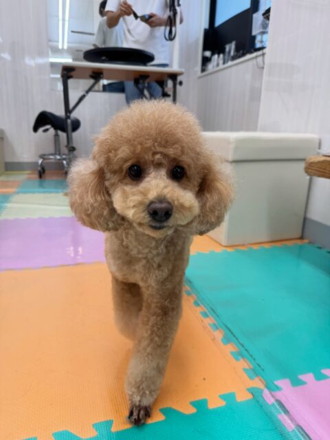 ポコちゃん🐶
本日はププちゃんやモカちゃん達と走り回ったり、みんなにちょっかいをかけたりして遊んでいました🤭
相変わらずヤンチャなポコちゃんでした👍
お散歩トレーニングも上手にスタートからゴールまで歩けて非常に頑張って最後まで歩けていてよかったです👏
🐾🐶愛犬のお悩みご相談ください🐶🐾
@kenkohmura_official
↑フォロー待ってます↑
〒955-0091 新潟県三条市上須頃大割428−1
☎︎ 0256-35-2571
✉️ info@kenkohmura.jp
HP: http://kenkohmura.jp
LINE: https://lin.ee/7LIz5sb
#犬幸村#犬の幼稚園 #吠える、噛む #犬のしつけ #トイレ
トイプートイプー可愛いトイプー大好きトイプー可愛いすぎるトイプー大好き