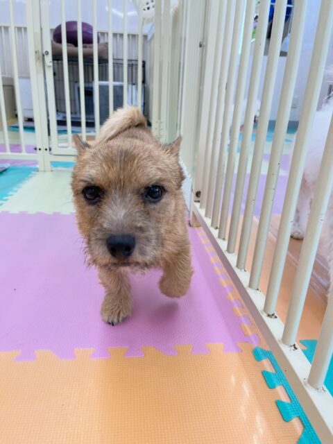 本日の鶴丸🐶
寅丸ちゃんが気に入ったみたいで遊びに誘っていました✨️
🐾🐶愛犬のお悩みご相談ください🐶🐾
@kenkohmura_official
 ↑フォロー待ってます↑

〒955-0091 新潟県三条市上須頃大割４２８−１
☎︎ 0256-35-2571
✉️ info@kenkohmura.jp
HP: http://kenkohmura.jp
LINE: https://lin.ee/7LIz5sb

#犬幸村#犬の幼稚園 #吠える噛む #犬のしつけ #トイレ
 ノーリッチテリア ノーリッチテリア可愛い ノーリッチテリア大好き
