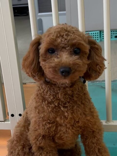 モカちゃん🐶
本日歯磨きトレーニングを開始して6ヶ月が経ちました🪥
歯の状態はスタート時と変わらずに綺麗です‼️このまま継続を意識して頑張っていきましょう✊
園内ではププちゃんや、ぽん太達と走り回ったり、激しいワンプロを仕掛けあったりして楽しんでいました🤭
🐾🐶愛犬のお悩みご相談ください🐶🐾
@kenkohmura_official
↑フォロー待ってます↑
〒955-0091 新潟県三条市上須頃大割428−1
☎︎ 0256-35-2571
✉️ info@kenkohmura.jp
HP: http://kenkohmura.jp
LINE: https://lin.ee/7LIz5sb
#犬幸村#犬の幼稚園 #吠える、噛む #犬のしつけ #トイレ
トイプートイプー可愛いトイプー倶楽部トイプー可愛いすぎるトイプー大好き