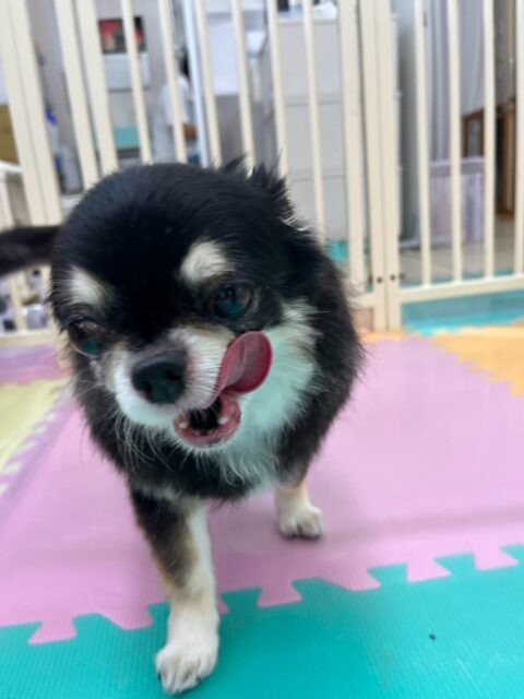 こまめちゃん&カプチーノちゃん🐶
本日こまめちゃんはテンちゃんとコミュニケーションをとったりして上手に挨拶をしていました👍
カプチーノちゃんはこまちゃんに匂いを嗅がれたり、ププちゃんや、ポコちゃん達に挨拶をされたりしていました🤭
🐾🐶愛犬のお悩みご相談ください🐶🐾
@kenkohmura_official
↑フォロー待ってます↑
〒955-0091 新潟県三条市上須頃大割428−1
☎︎ 0256-35-2571
✉️ info@kenkohmura.jp
HP: http://kenkohmura.jp
LINE: https://lin.ee/7LIz5sb
#犬幸村#犬の幼稚園 #吠える、噛む #犬のしつけ #トイレ
チワワチワワ可愛いチワワ倶楽部チワワ可愛いすぎるチワ大好き