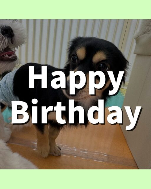 ハニちゃん🐶
お誕生日おめでとうございます🎊

本日は自分から遊びを仕掛けてみたり、走り回ったり、みんなにのっかたりして、激しく楽しんでいました🤭
みんなと走り回ったりして満足したのかお迎えの時には椅子の上でまったり過ごしていました🤣

🐾🐶愛犬のお悩みご相談ください🐶🐾
@kenkohmura_official
 ↑フォロー待ってます↑

〒955-0091 新潟県三条市上須頃大割４２８−１
☎︎ 0256-35-2571
✉️ info@kenkohmura.jp
HP: http://kenkohmura.jp
LINE: https://lin.ee/7LIz5sb

#犬幸村#犬の幼稚園 #吠える、噛む #犬のしつけ #トイレ
ミックスミックス犬ミックス犬可愛いミックス犬大好きミックス犬倶楽部