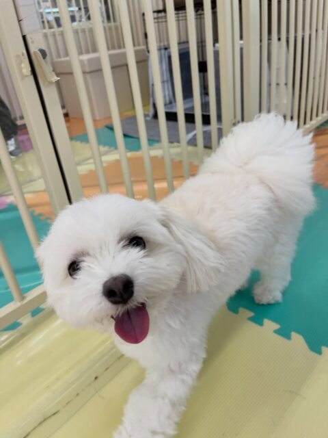 むくちゃん🐶
大好きなピピちゃんに構って〜とアピールしていたり、ニコペットにいる子達から遊びに誘われていました✨️
🐾🐶愛犬のお悩みご相談ください🐶🐾
@kenkohmura_official
 ↑フォロー待ってます↑

〒955-0091 新潟県三条市上須頃大割４２８−１
☎︎ 0256-35-2571
✉️ info@kenkohmura.jp
HP: http://kenkohmura.jp
LINE: https://lin.ee/7LIz5sb

#犬幸村#犬の幼稚園 #吠える噛む #犬のしつけ #トイレ
 ミックス犬 ミックス犬大好き ミックス犬可愛い